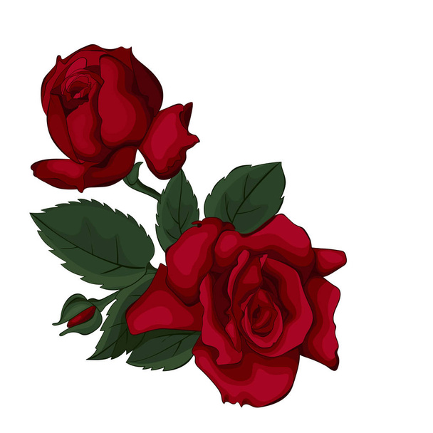Beautiful rose isolated on white. Red rose. Perfect for background greeting cards and invitations of the wedding, birthday, Valentine's Day, Mother's Day. - Vektor, obrázek
