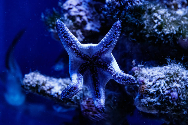 makro mavi deniz yıldızı linckia laevigat - Fotoğraf, Görsel