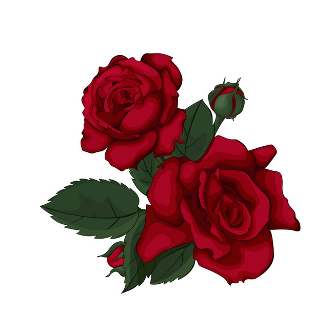 白い美しい上に孤立したバラ。赤いバラ結婚式、誕生日、バレンタインデー、母の日の背景グリーティングカードや招待状に最適. - ベクター画像