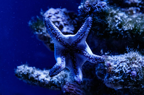 macro blauwe zeester linckia laevigat - Foto, afbeelding