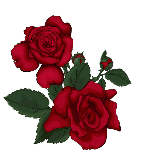 Rose isolated on white beautiful. Red rose. Perfect for background greeting cards and invitations of the wedding, birthday, Valentine's Day, Mother's Day. - Vector, Image