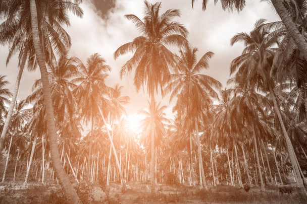 Resort tropical sol rayos palmera cocotero negro blanco paisaje
 - Foto, imagen