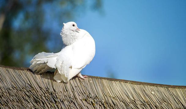 Colombe blanche assise sur un toit en bois
 - Photo, image