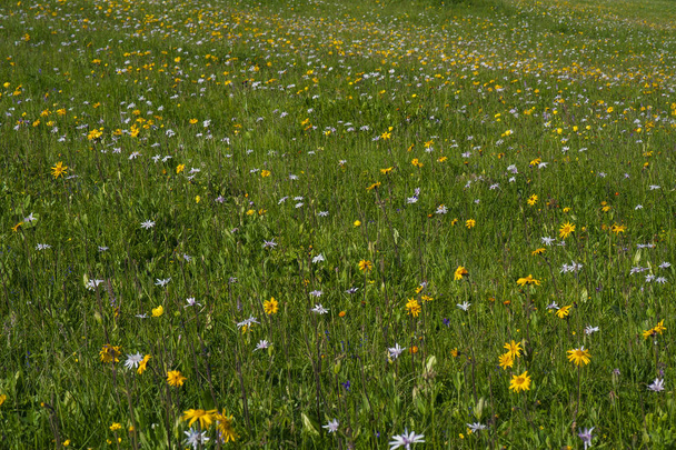 grüne Bergwiese mit farbigen Bergblumen als Hintergrund oder Textur. Heilpflanze Arnika (Arnica montana) blüht auf der Alm. - Foto, Bild