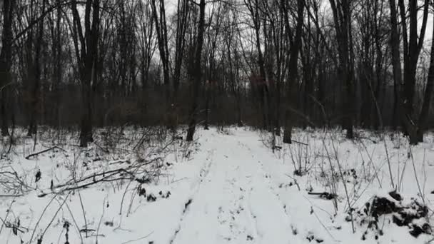 Camino de tierra cubierto de nieve en el bosque, temporada de invierno. Vuelo suave de regreso a baja altitud
 - Imágenes, Vídeo