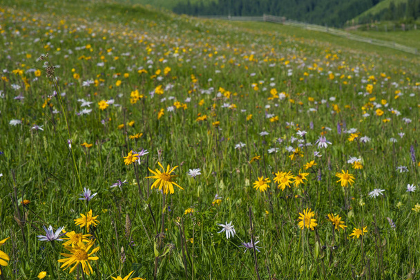 Green mountain meadow with colored mountain flowers as a background or texture. Medicinal plant Arnica (Arnica montana) blooms in alpine meadow. - Photo, Image