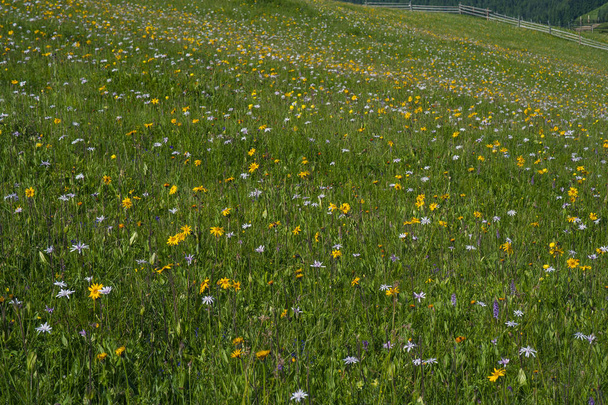 De weide van de groene bergen met gekleurde berg bloemen als achtergrond of textuur. Medicinale plant Arnica (Arnica montana) bloemen in alpine meadow. - Foto, afbeelding