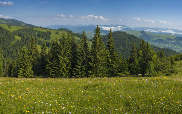 Çayır çiçek ve otlar çiçek ormanlar ve dağlar yaz aylarında zemin karşı Karpatlar. Tıbbi bitki Arnica (arnika montana) blooms alp çayırda. - Fotoğraf, Görsel