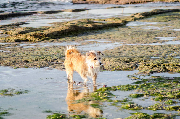Krásný pes mytí tlapkami v solných pánví na odlivu sunset - Fotografie, Obrázek