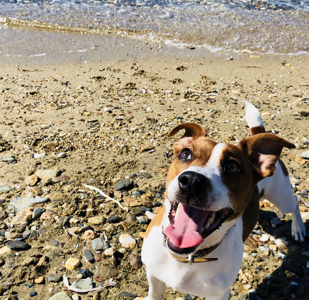 Jack Russel amigo perro linda sensación juguetón en la playa de arena en un caluroso verano día soleado
 - Foto, imagen
