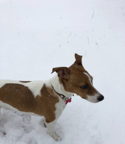 Jack Russel Terrier dog friend puppy pet outside exterior in the snowing winter day - Photo, Image