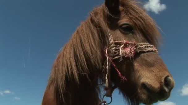 Braunes Pferd schnüffelt an einer Kamera - Filmmaterial, Video