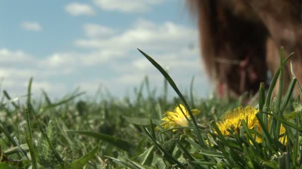 Cavallo del Brown che pasce sul campo verde con i denti di leone gialli  - Filmati, video