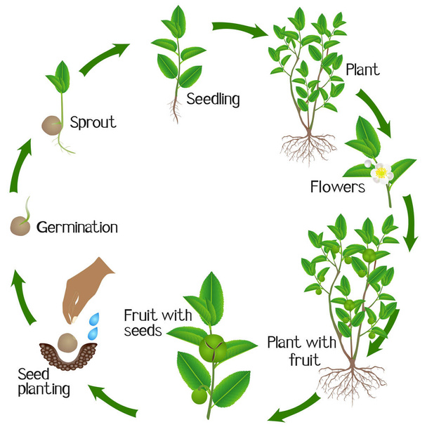 Cycle de vie du thé vert (camellia sinensis) sur fond blanc
. - Vecteur, image