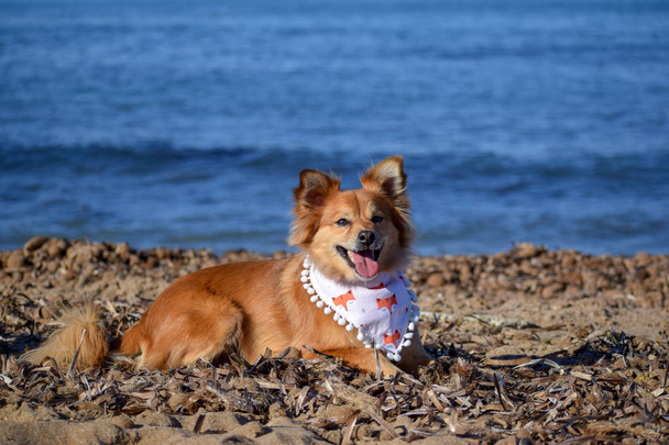 chien brun posant joyeusement sur la plage
 - Photo, image