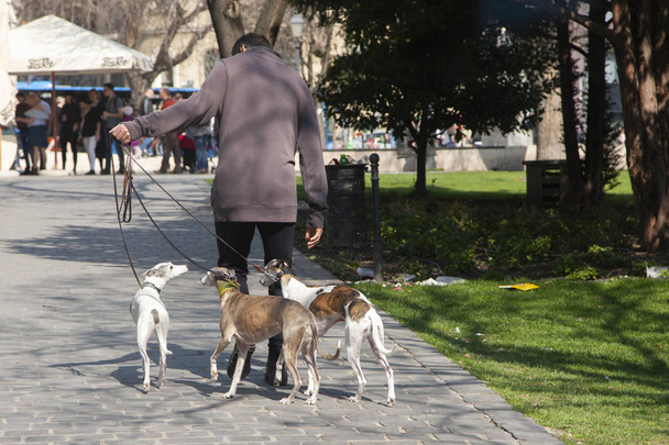Budapeszt, Węgry - 8 kwietnia 2018: Dogwalker spędzać czas z trzy psy w parku miejskim w słoneczny dzień. Gatunek - Zdjęcie, obraz