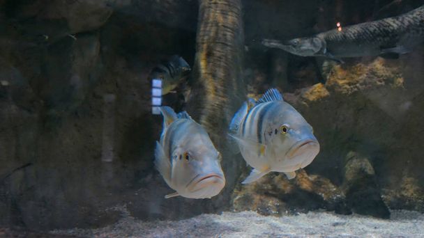 Due pesci d'argento che nuotano in acquario enorme - Foto, immagini
