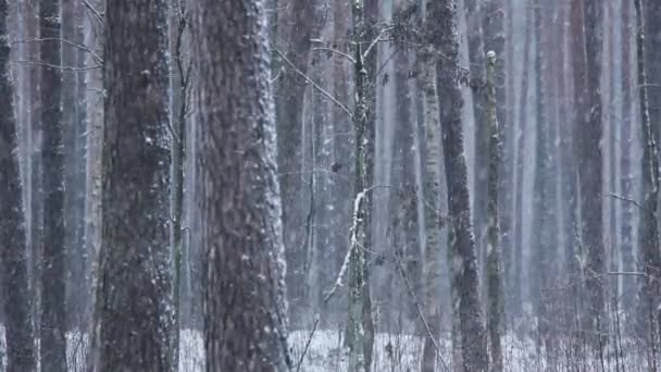 Téli erdő természetvédelmi. Fenyves erdő télen. Természet. Fenyves erdő hó alatt. Természeti környezet. Erdő természetvédelmi. Tél a természetben. Természetvédelmi erdő, ágak és fák. - Felvétel, videó