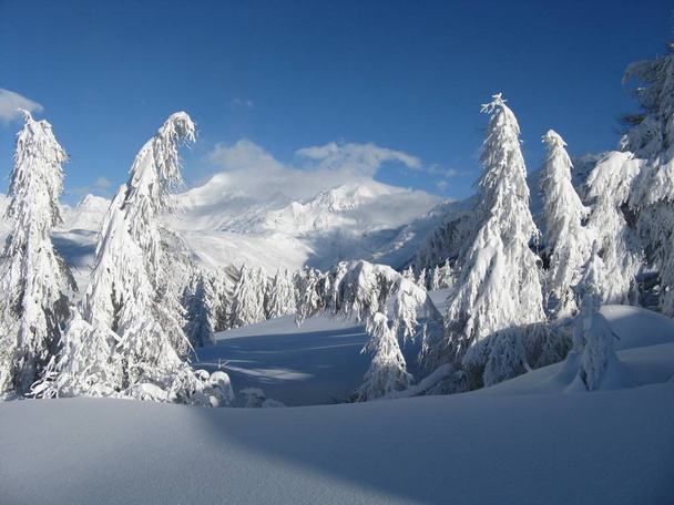 зачарованный пейзаж после сильного снегопада
 - Фото, изображение