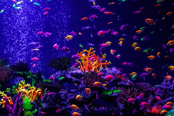 макрокрасивая рыба glo tetra fish danio rerio крупным планом
 - Фото, изображение