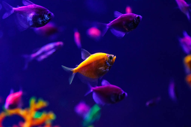 macro beautiful fish glo tetra fish danio rerio close up - 写真・画像