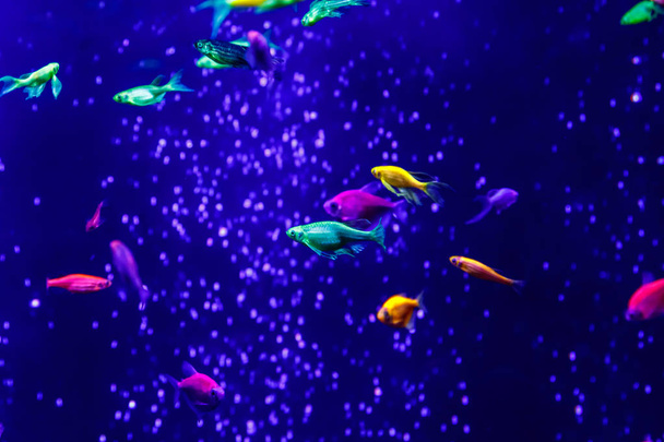 macro beautiful fish glo tetra fish danio rerio close up - Фото, изображение