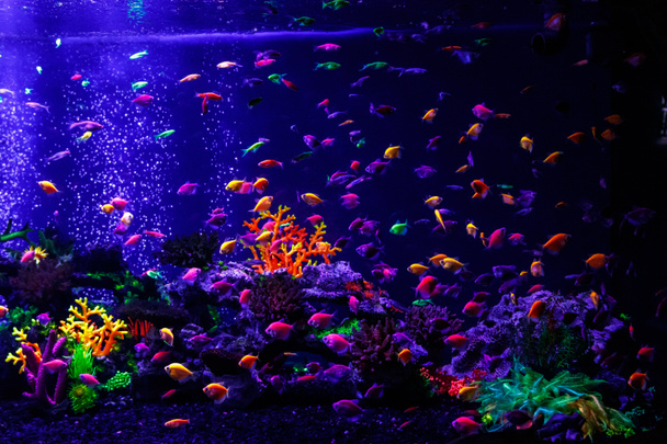 makro krásné ryby glo tetra rybí danio rerio zblízka - Fotografie, Obrázek