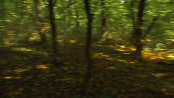 Γρήγορη περιστροφή στο δάσος - Πλάνα, βίντεο