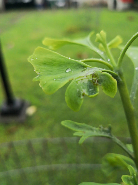 gouttes de pluie reposant sur les feuilles
 - Photo, image