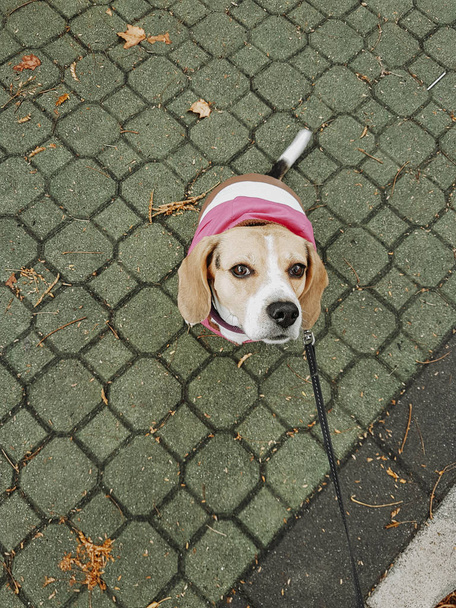 Cão beagle com casaco rosa dando um passeio pela rua no outono
 - Foto, Imagem