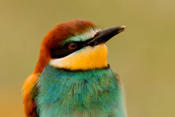 Portrait d'un oiseau coloré regardant sur le côté
 - Photo, image