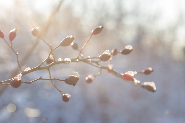 Christmas tree branch with snow, winter fairy tale, wild rose in the snow  - Foto, immagini