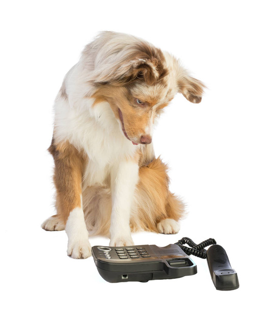 american shepherd with phone on white background - Foto, Imagen