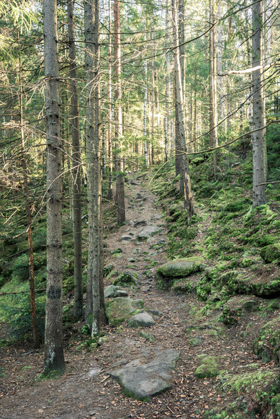 floresta conífera de árvores com uma trilha de quadro completo
 - Foto, Imagem