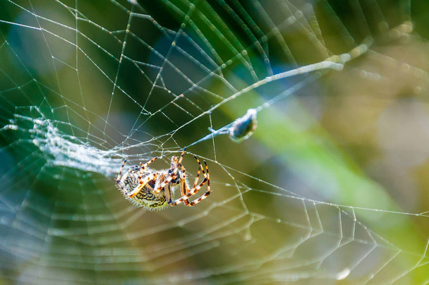 Kugelweberspinne araneid fing eine Beute auf seinem Spinnennetz und verhedderte es mit den Netzfäden - Foto, Bild