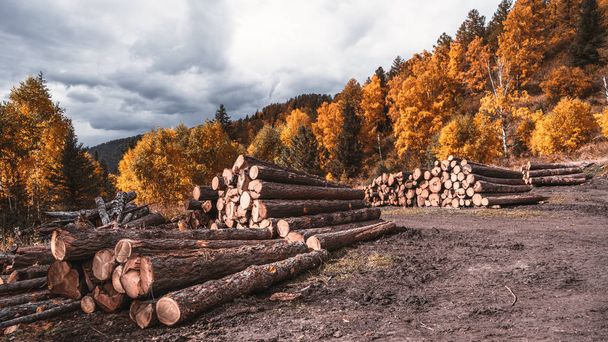 A wide-angle shot of the exploitation of wood for several purposes on a forest during fall; several piles of freshly cut tree trunks in the middle of woodland during autumn under a mostly clouded sky - Fotografie, Obrázek