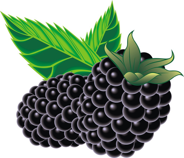 blackberries - Vector, Image
