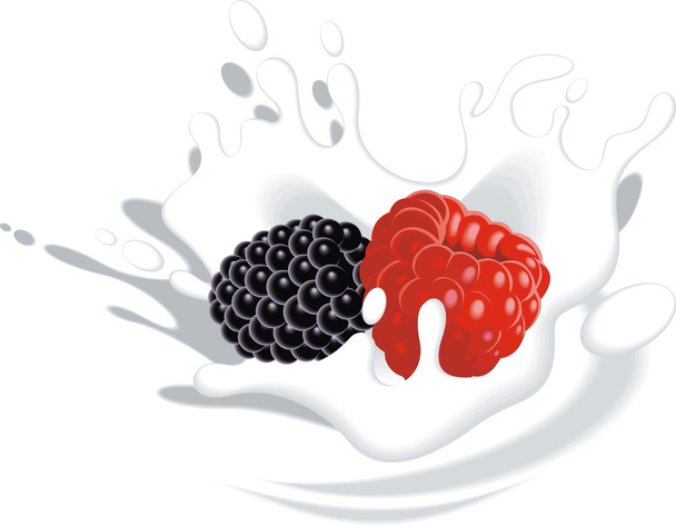 ежевика и малина в йогурте или молоке
 - Вектор,изображение
