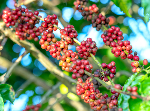 Кофейное дерево во время сбора урожая с большим количеством спелых семян на ветвях. Это расслабляющий напиток для души, если мы используем достаточно
 - Фото, изображение