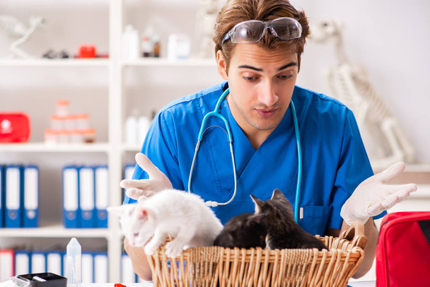 Lekarz weterynarii badający kocięta w szpitalu dla zwierząt - Zdjęcie, obraz