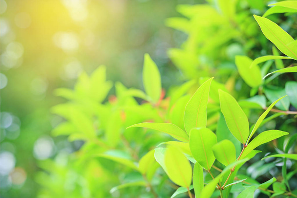 Fresh green tree leaf on blurred background in the summer garden with rays of sunlight. - Foto, Imagem