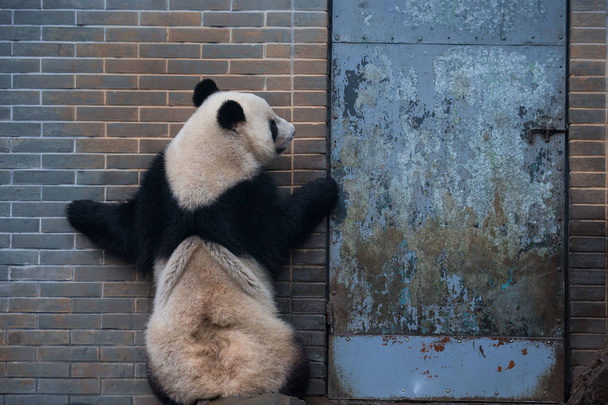 Bir dev panda Hangzhou şehirde Hangzhou hayvanat bahçesinde oynar, Doğu Çin 'in Zhejiang, 15 Eylül 2016. - Fotoğraf, Görsel