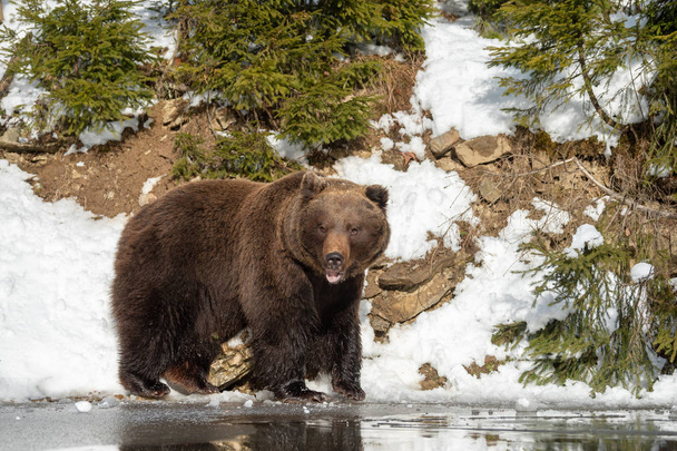 Close wild big brown bear in winter forest - Photo, Image
