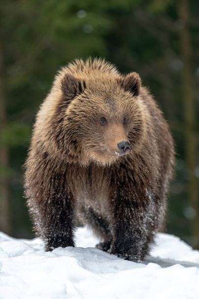 Kış ormandaki yabani boz ayı yavrusu portre - Fotoğraf, Görsel