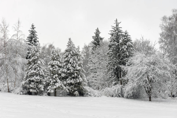 Winterpark mit viel Schnee an trüben Tagen - Foto, Bild