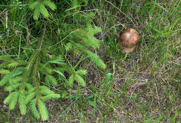 Champiñones comestibles jóvenes Penny buns (Boletus edulis) en el entorno natural. Foto con un
 - Foto, imagen