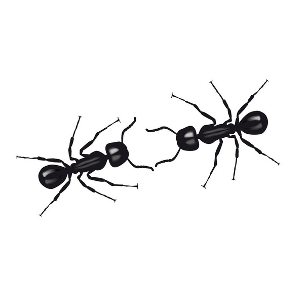 Twee mieren communiceren door het aanraken van hun antennes. Vectorillustratie op witte achtergrond - Vector, afbeelding