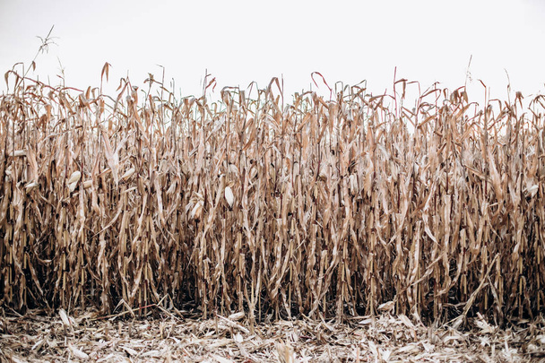 corn field ripe harvest beautiful trunks against the sky - Φωτογραφία, εικόνα