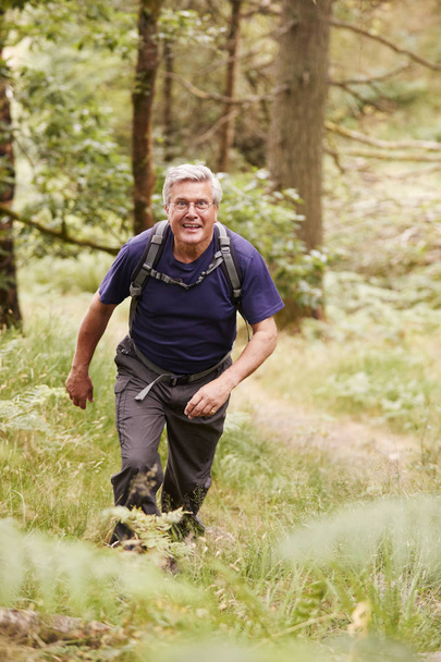 Middle aged man hiking in forest  - Photo, image