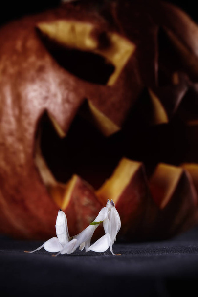 halloween pumpkins and mantis on black background. Macro - Zdjęcie, obraz
